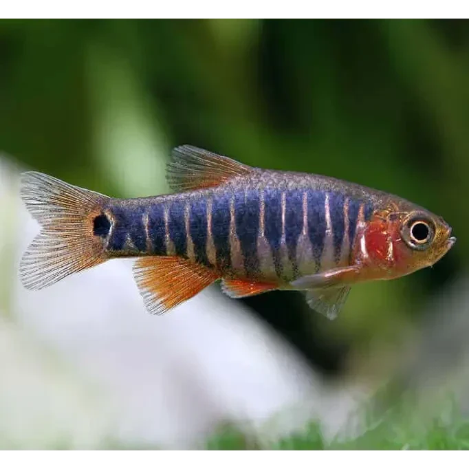 Strikingly striped celestial pearl danio.