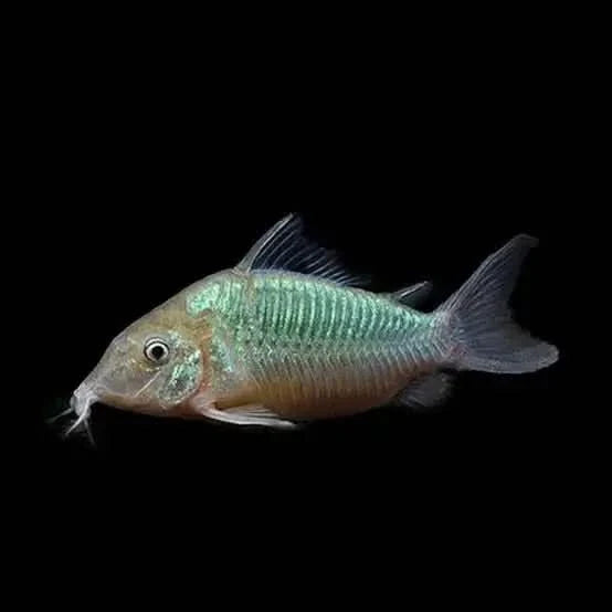 Green Corydoras fish.