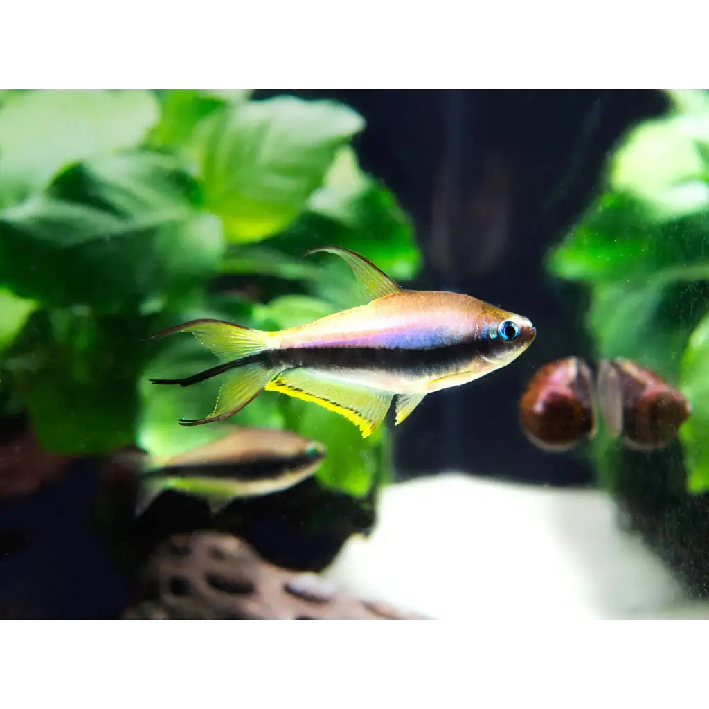 A vibrant, iridescent neon tetra with a sleek silver body and striking black vertical stripe swims gracefully through lush green aquatic plants.