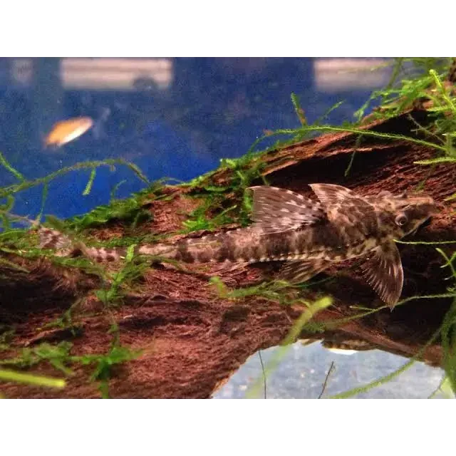 Brown and speckled pleco fish.