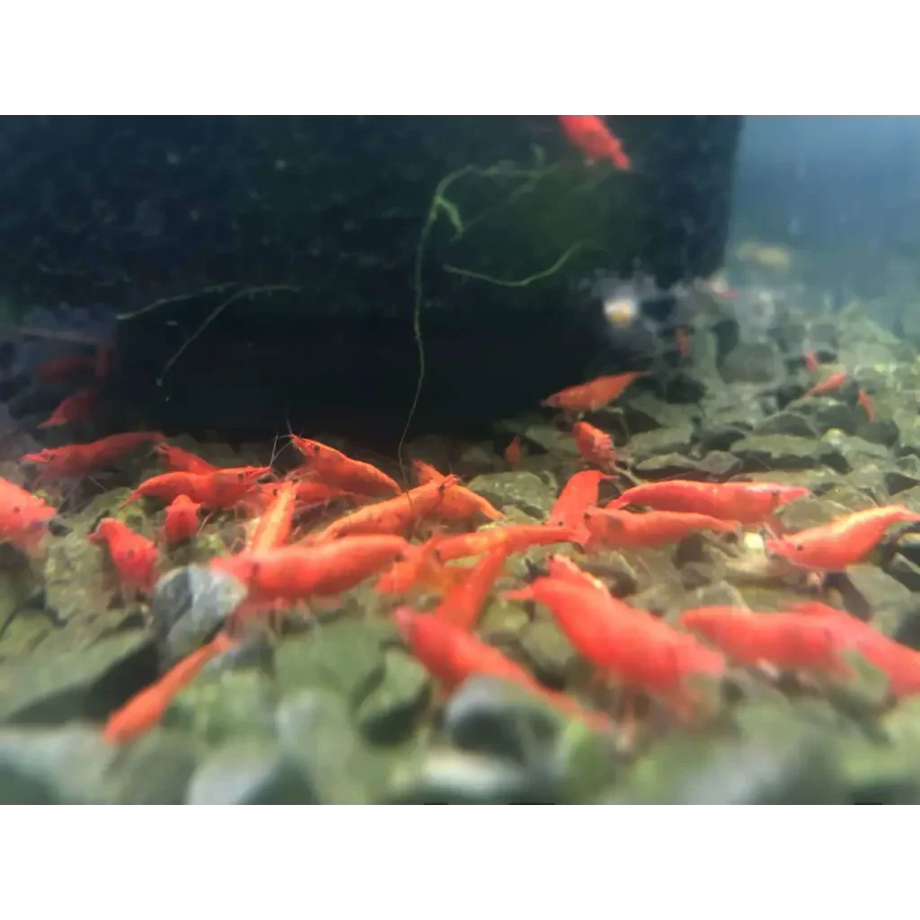 Red cherry shrimp swarm.