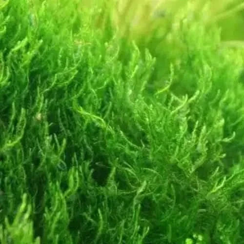 Lush green aquatic moss.