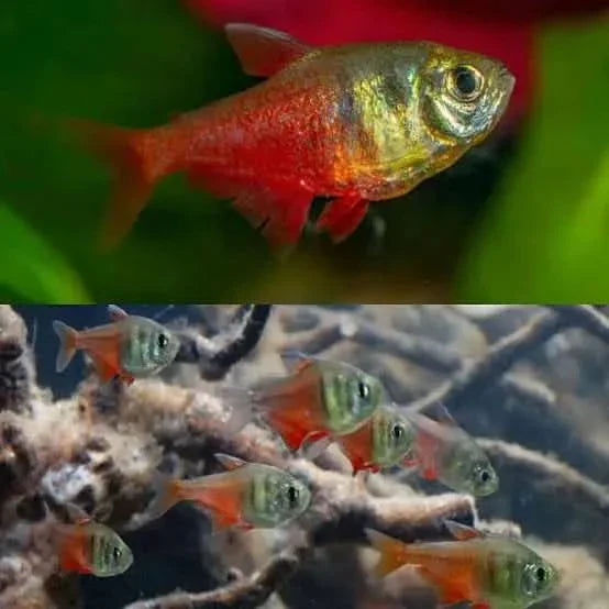 Colorful tetra fish.
