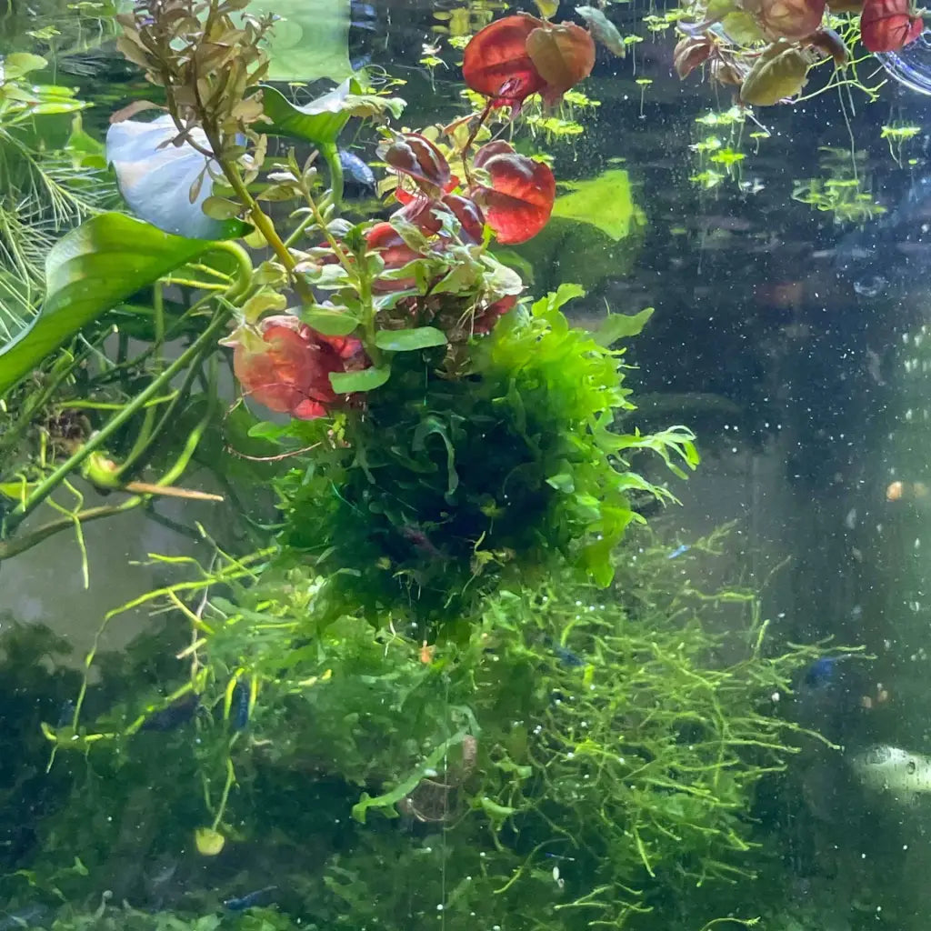 Floating Moss Ball With Plants