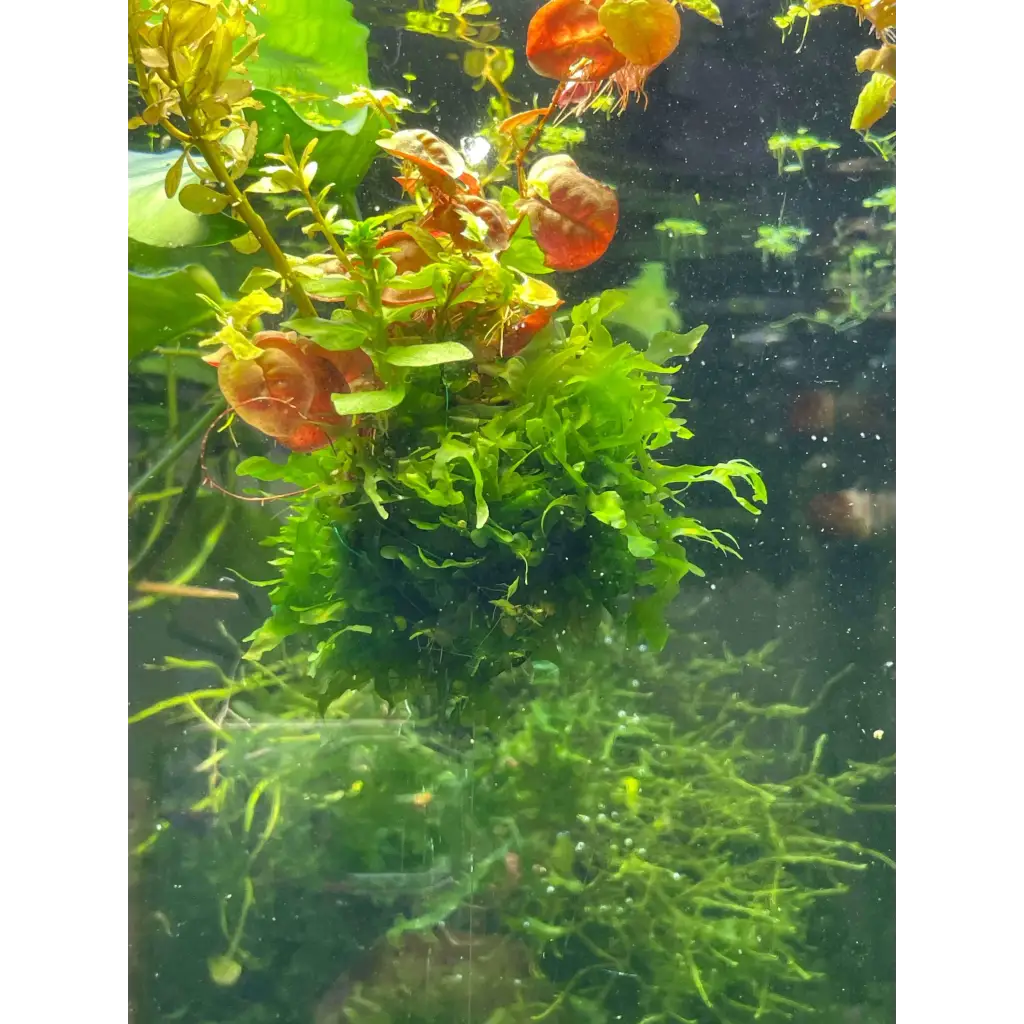 Floating Moss Ball With Plants