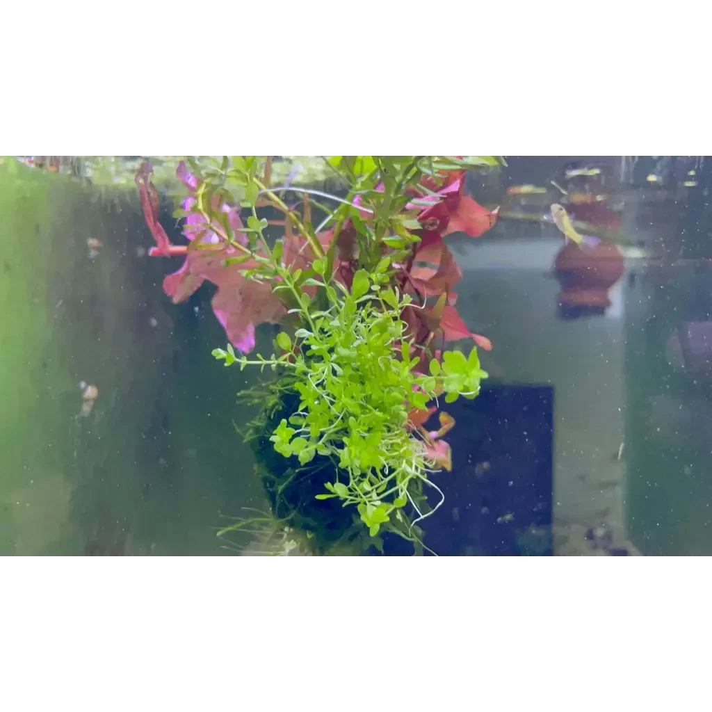 Aquarium plant arrangement.