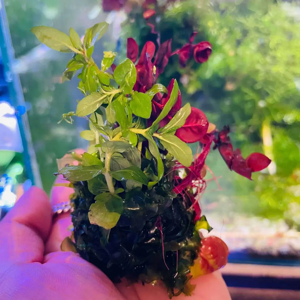 Floating Moss Ball With Plants