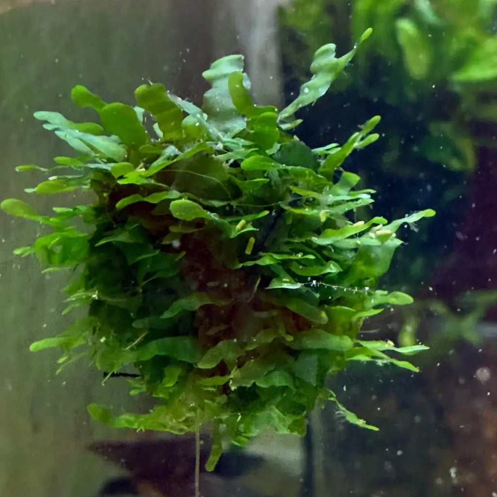 Green aquatic plant in aquarium, vibrant and lush with broad leaves.