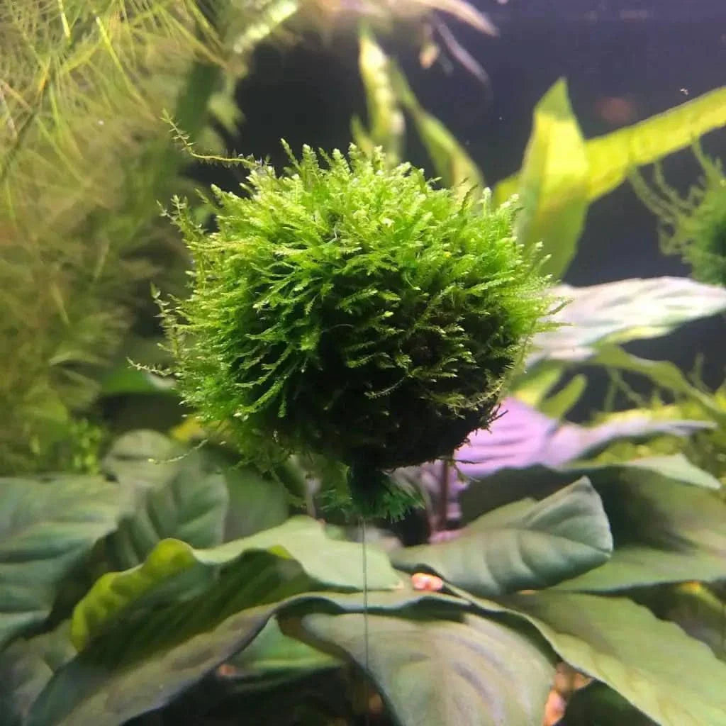 Round, green moss ball.