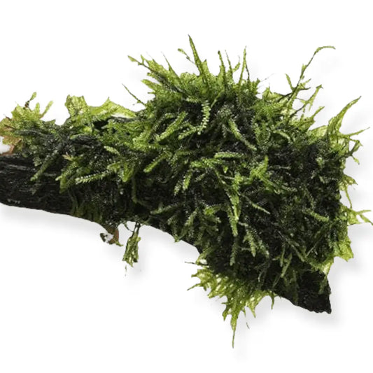 FONTINALIS ON DRIFTWOOD