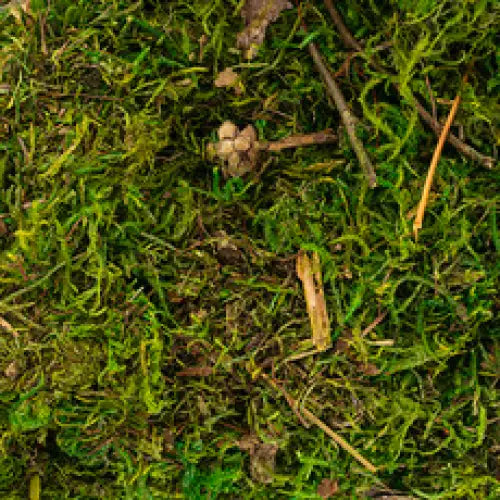 Forest Moss Preserved Bag Moss Fresh Green