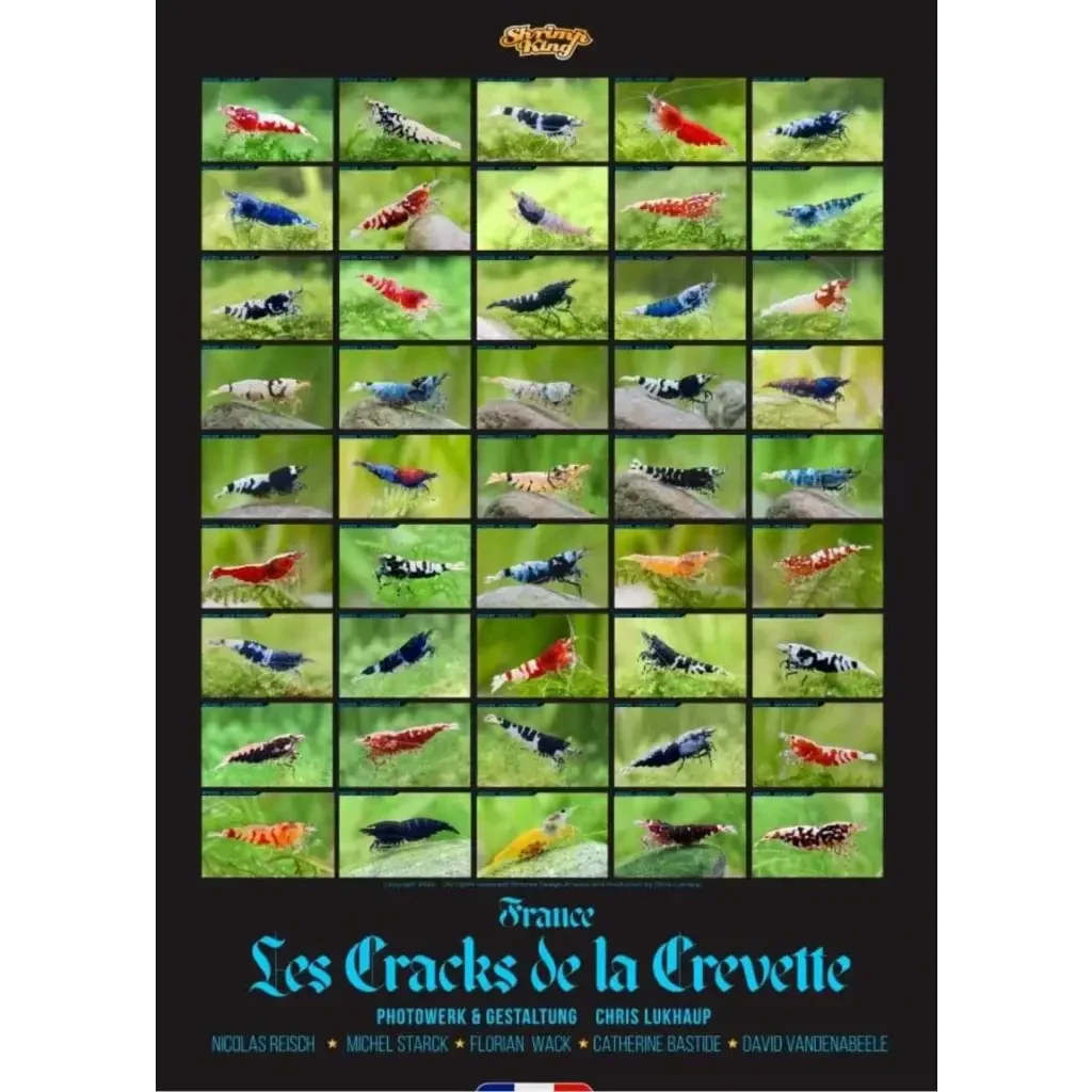 Collage of colorful shrimp.