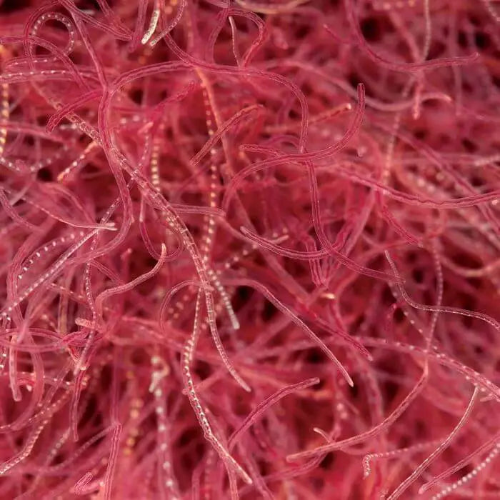 FREEZE DRIED BLACKWORMS 20G