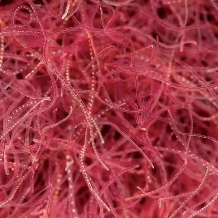 Tangled mass of translucent, pinkish-red, stringy strands with bead-like segments.