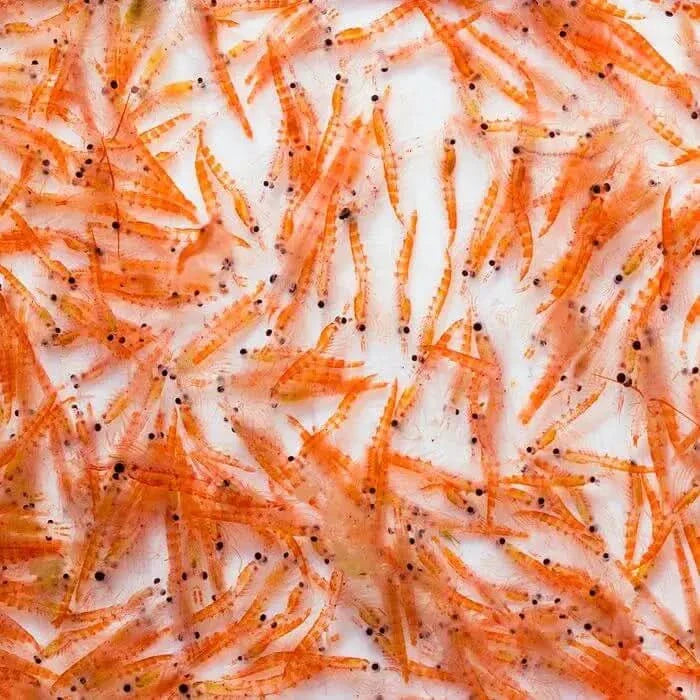 Dense swarm of orange krill.