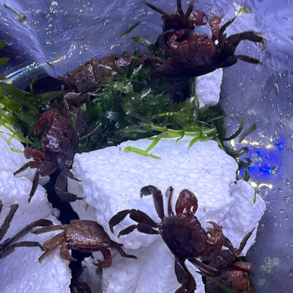Several dark brown, glossy crabs with prominent claws and legs are nestled among green aquatic plants and white foam in a clear plastic container.