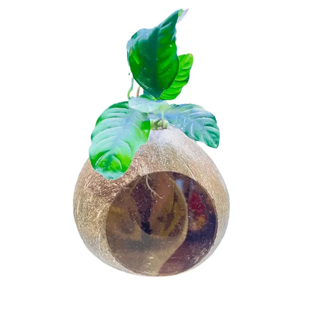 Coconut shell planter with green leaves.