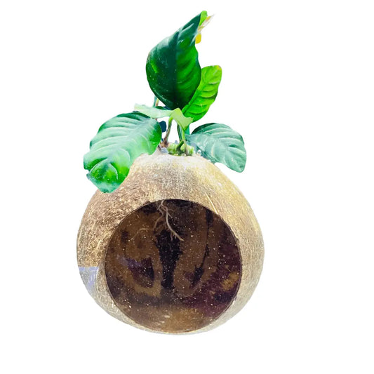 Full Coconut House With Assorted Anubias