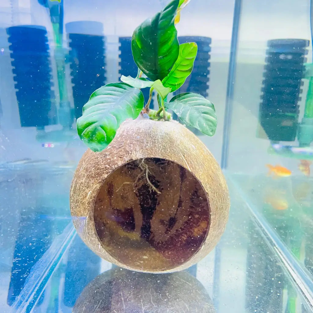 Full Coconut House With Assorted Anubias