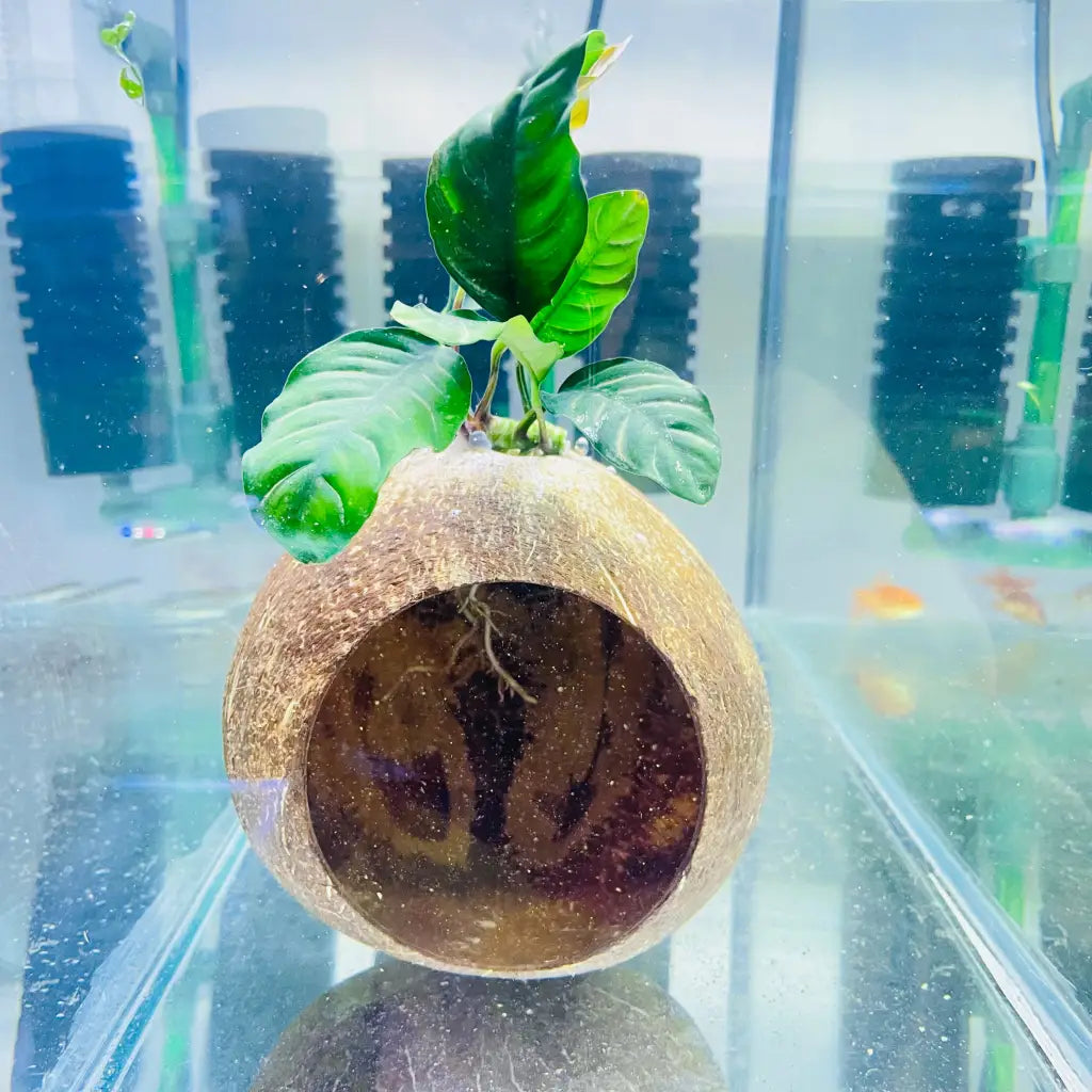Full Coconut House With Assorted Anubias