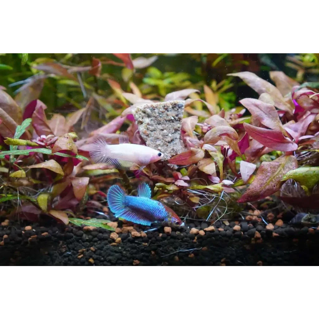 Two betta fish.