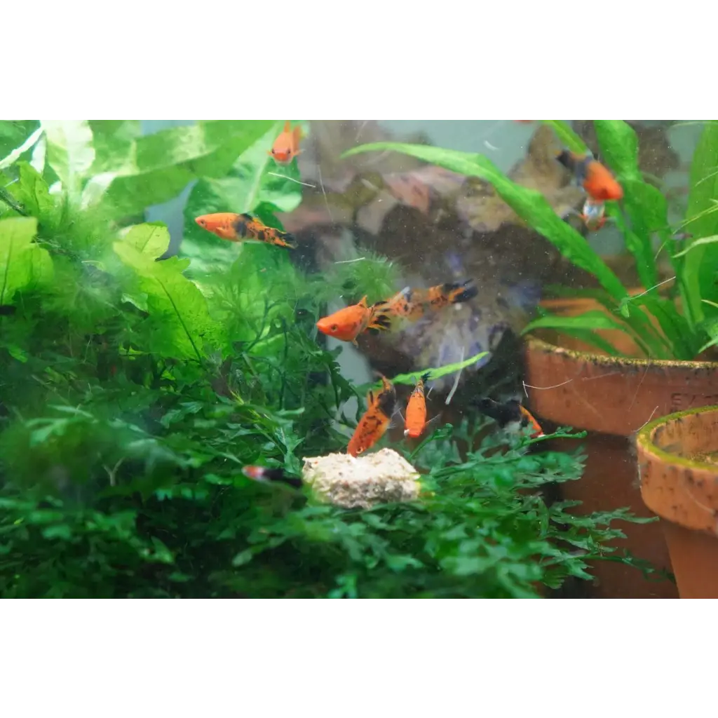 Fuzzy Fox Insectivore Mix (Fish)