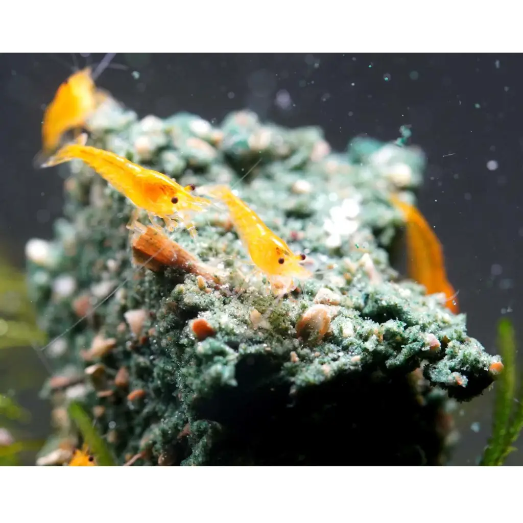 Fuzzy Fox Spirulina Gel Pre-Mix (Fish)