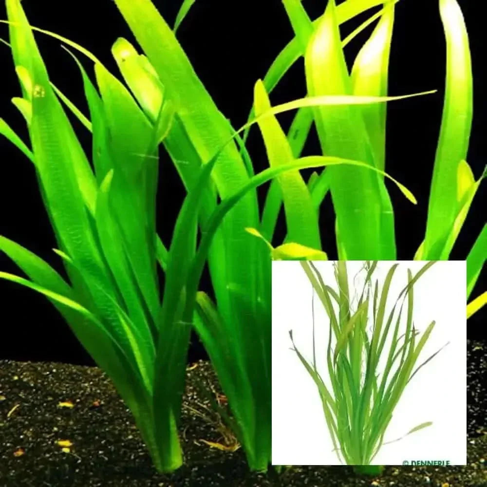 Green aquatic plant.