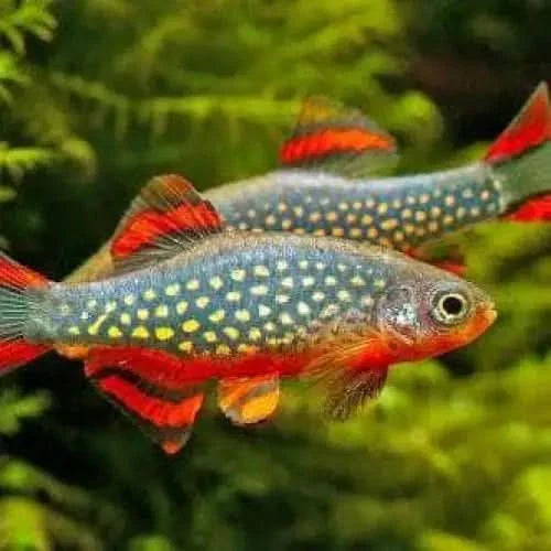 Celestial pearl danios.