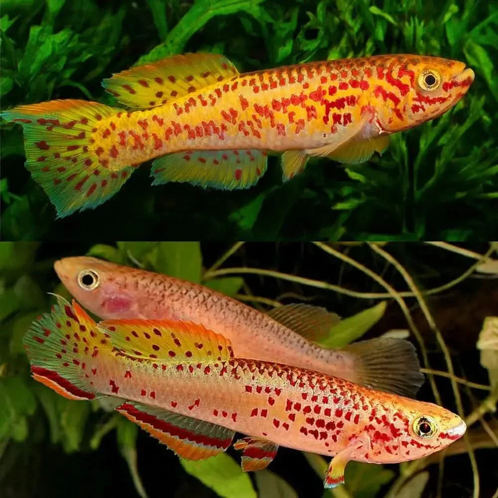 Colorful killifish.