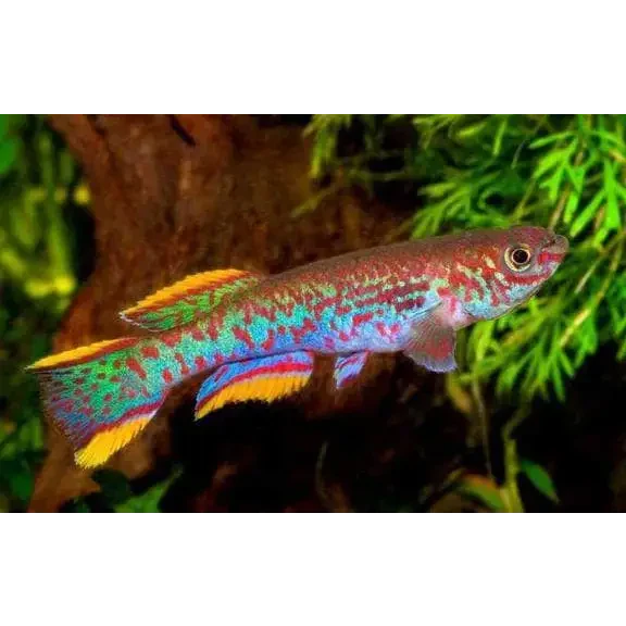 Colorful killifish.