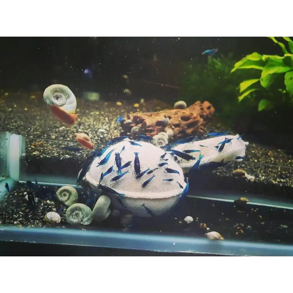 Aquarium shrimp feeding dish.