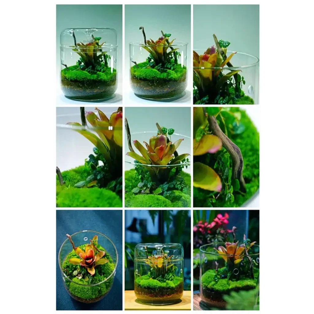 Miniature terrarium arrangement.