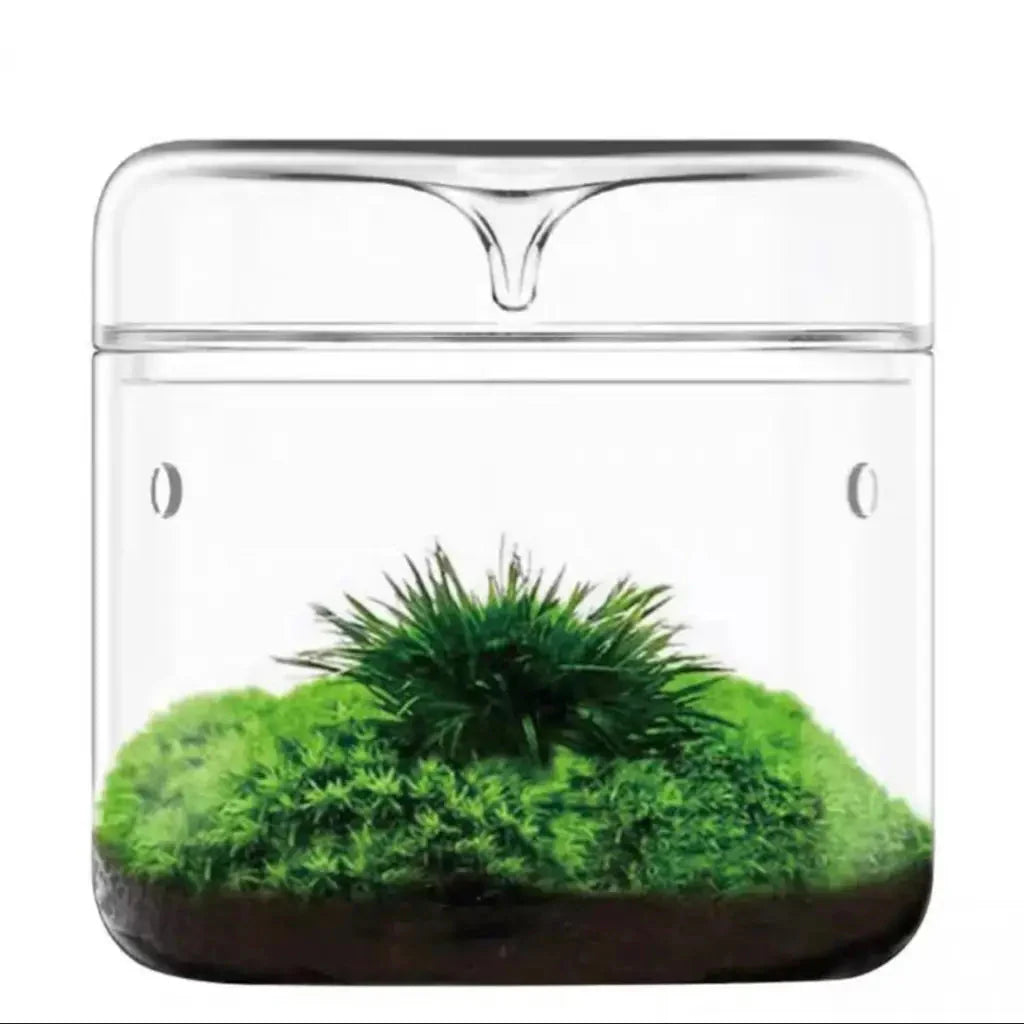 Geometric Terrarium 15cmx16cm