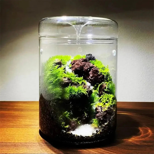Geometric Terrarium 15cmx23cm