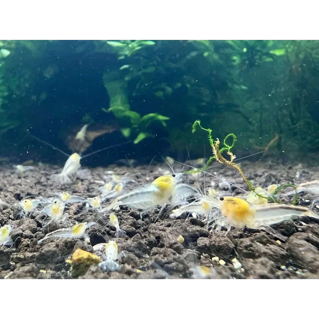 Aquarium with yellow-nosed shrimp.