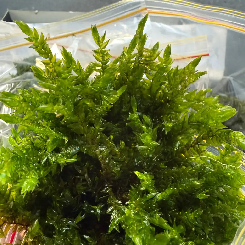 Green moss in a clear plastic bag