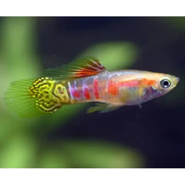 Colorful guppy fish.