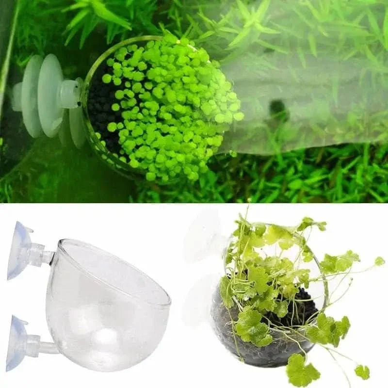 Aquatic plant holder with suction cups.