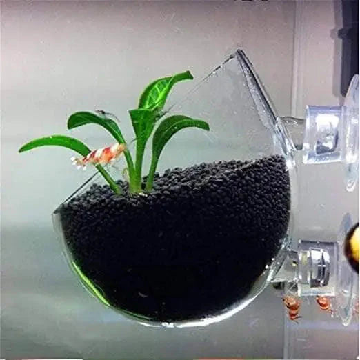 Glass Cultivation Pot With Suction Pot Cup planter