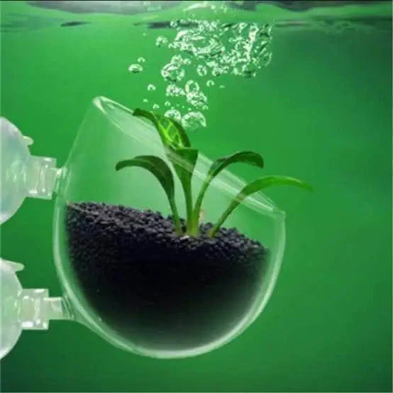 Glass Cultivation Pot With Suction Pot Cup planter