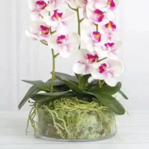 Orchid arrangement in a clear glass vase.
