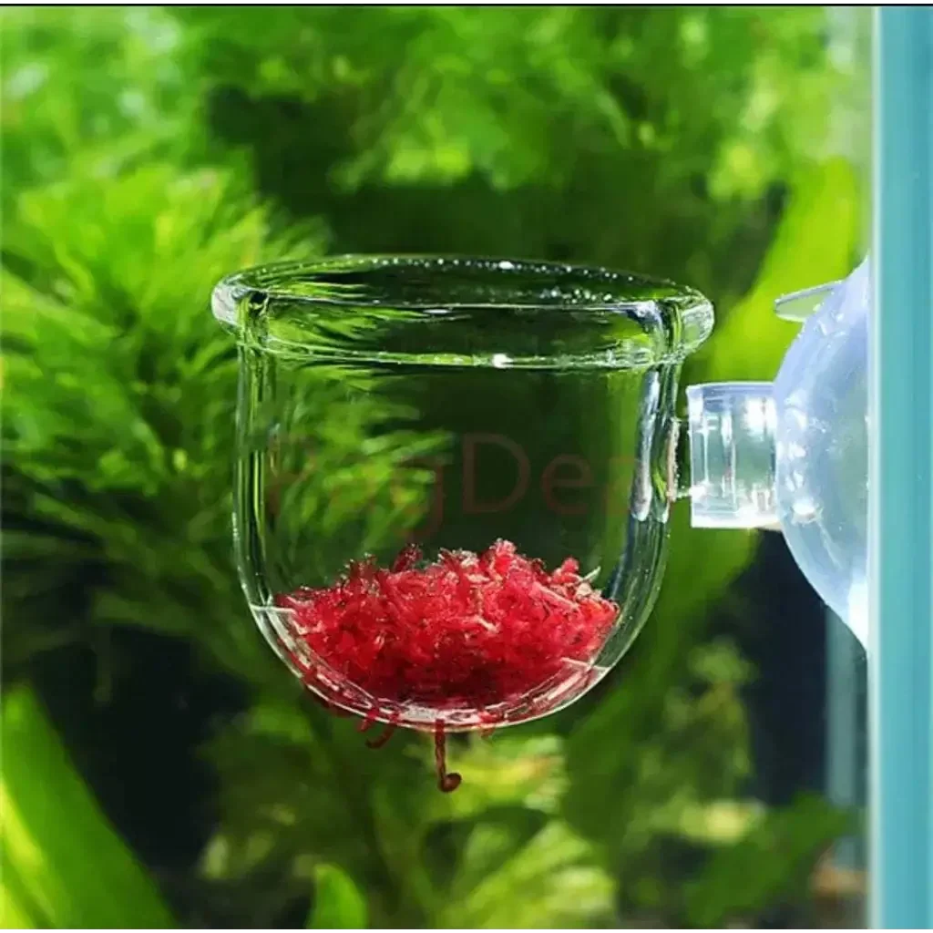 Glass aquarium feeding cup with suction cup and red worms.