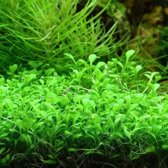 Lush green aquatic plant.