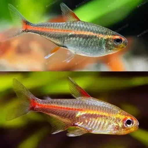 Two colorful rummy-nose tetras.