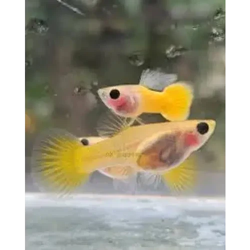 Two yellow guppies.