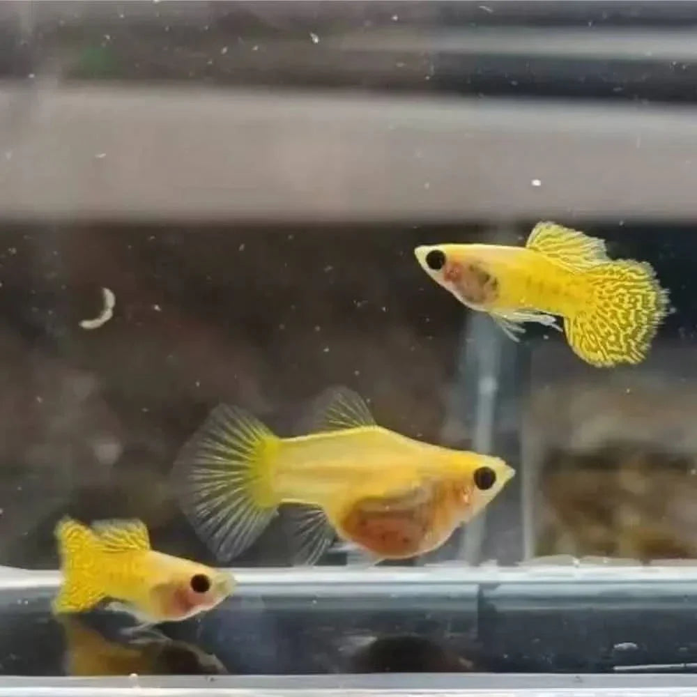 Three yellow guppies.