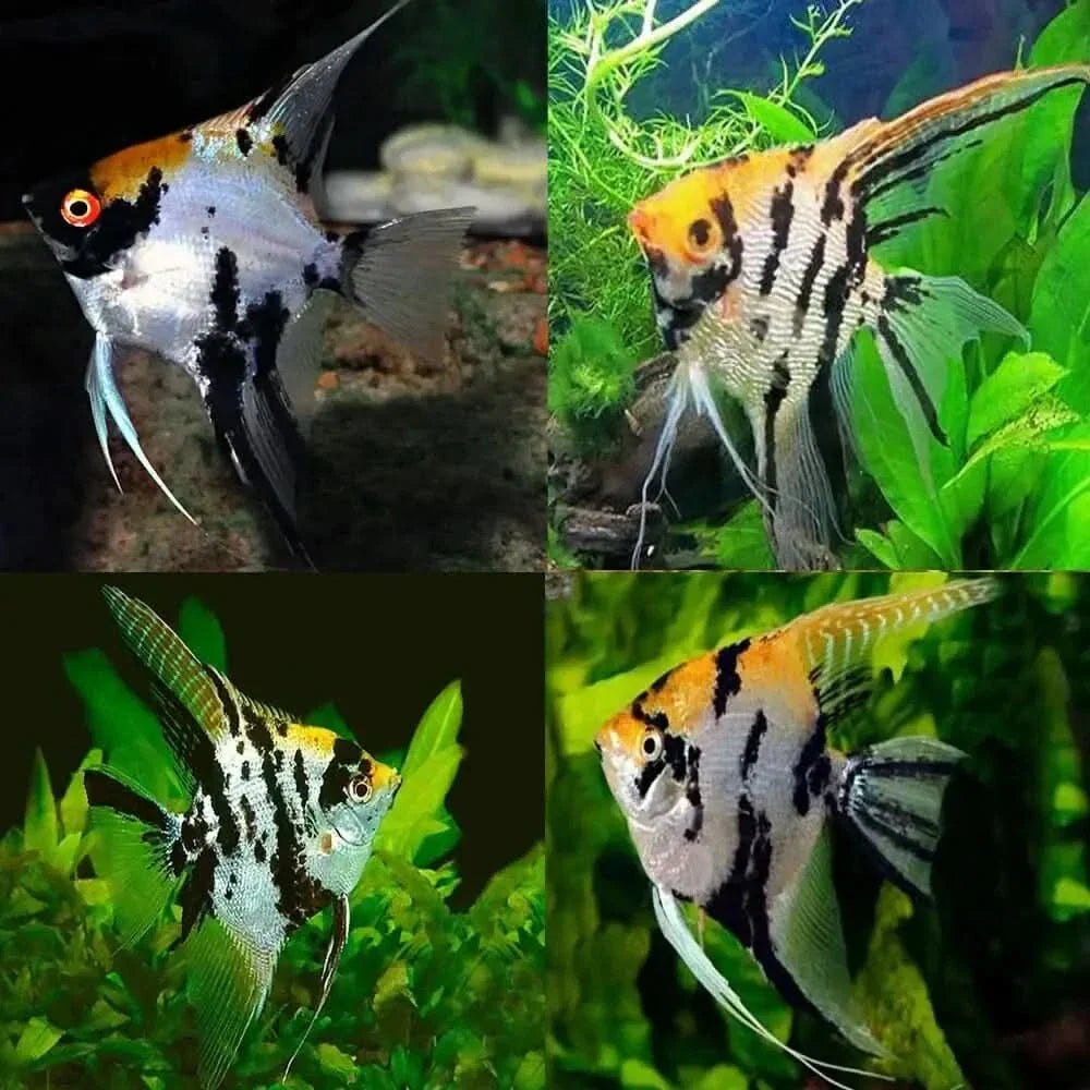 Four angelfish with varied coloration.