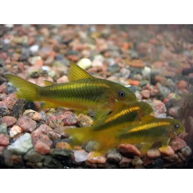 Group of golden corydoras catfish.