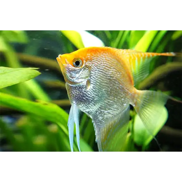 Golden angelfish.